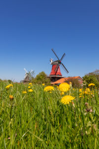 Meadow, dandelion, twin mills in Greetsiel, East Frisia, Meadow, dandelion, twin mills in Greetsiel, East Frisia,